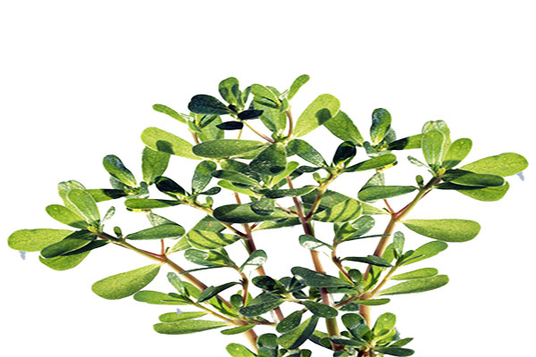 馬齒莧枝葉.jpg