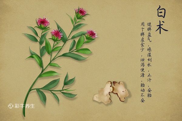 白術1.jpg